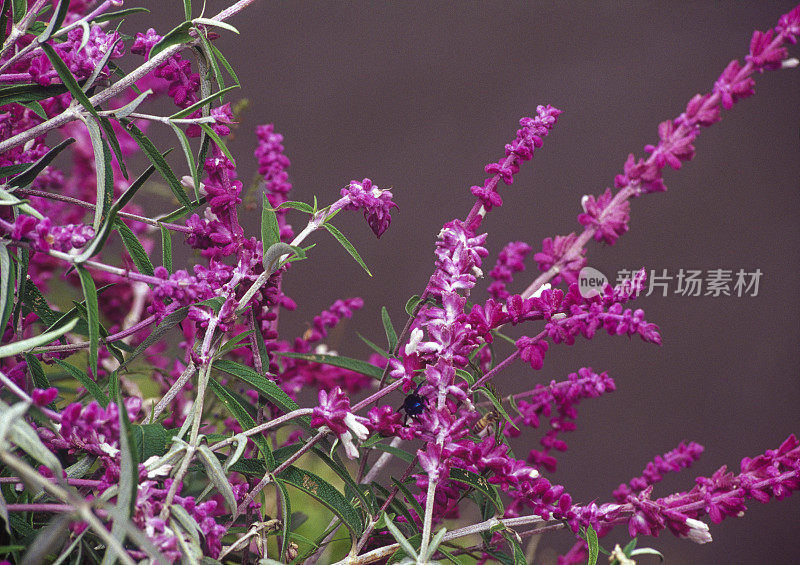 花园里的钟石南花