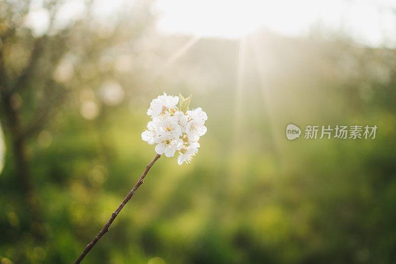 近距离的树上绽放着花朵