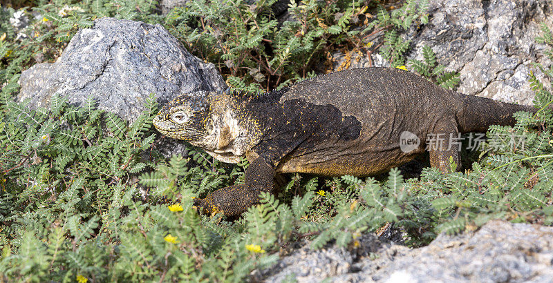 加拉帕戈斯群岛陆地鬣蜥