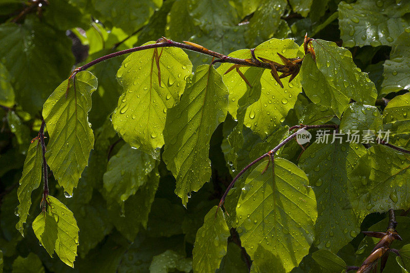 雨点山毛榉树篱