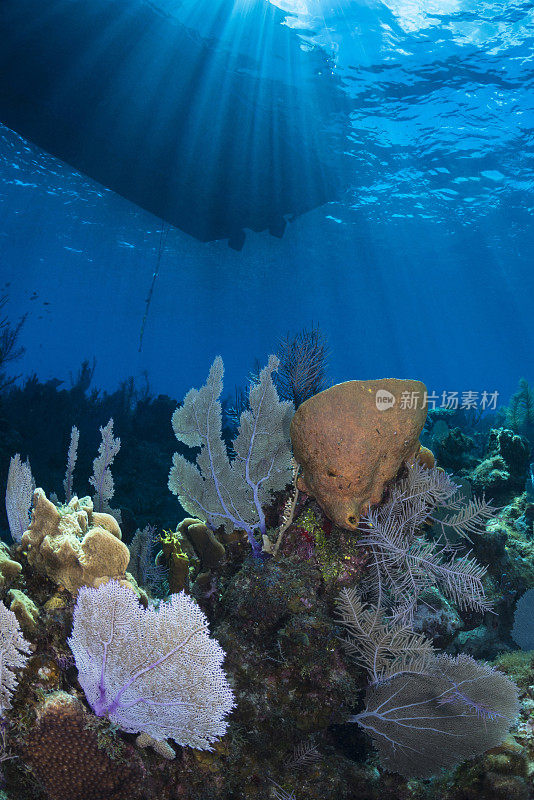 加勒比海海洋生物