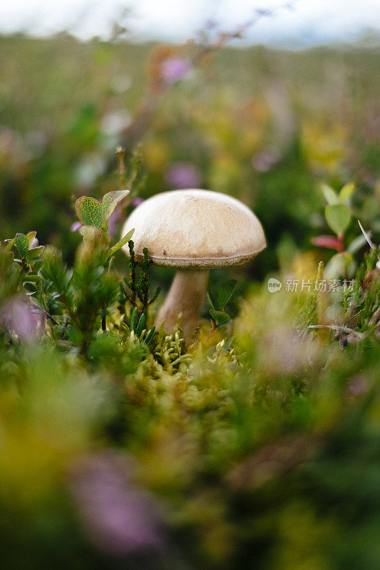 高山平原上的蘑菇特写