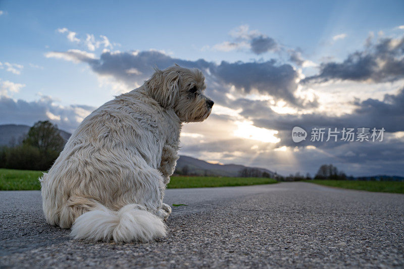 日落时分，西施犬在乡间小路上四处张望