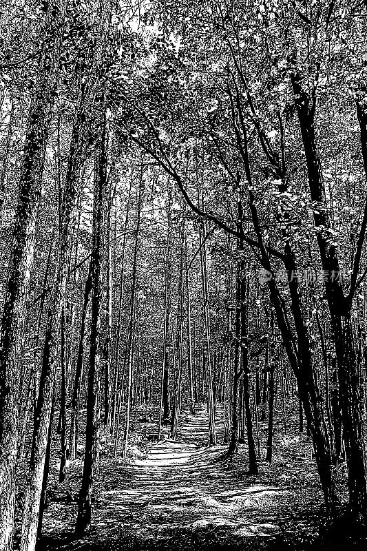 森林小径的中色照片