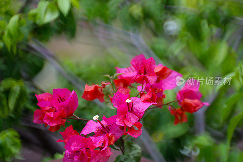 叶子花属