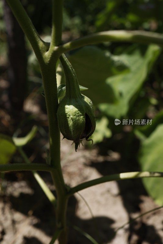 花园里未成熟的茄子