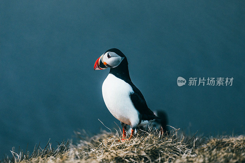 冰岛午夜太阳下美丽的海雀