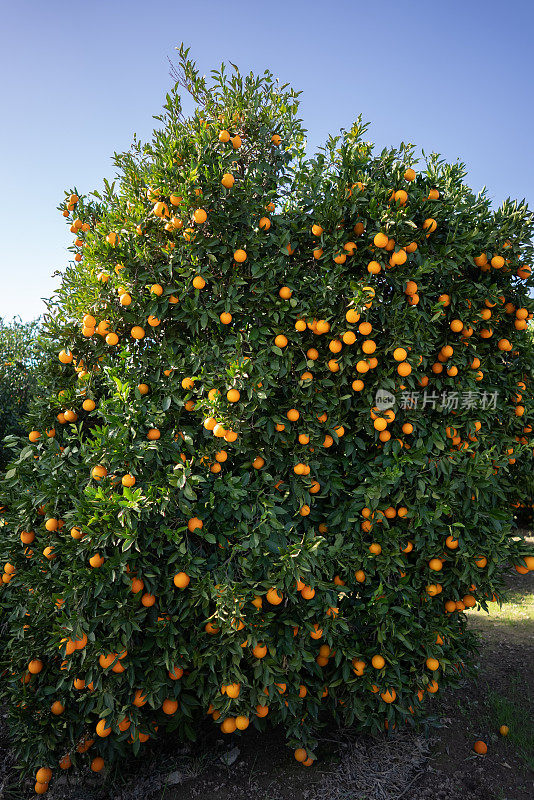繁茂的橘子树。