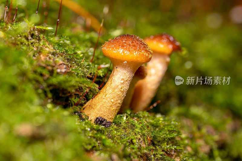 蜜环菌蘑菇大量生长在苔藓下的树上。