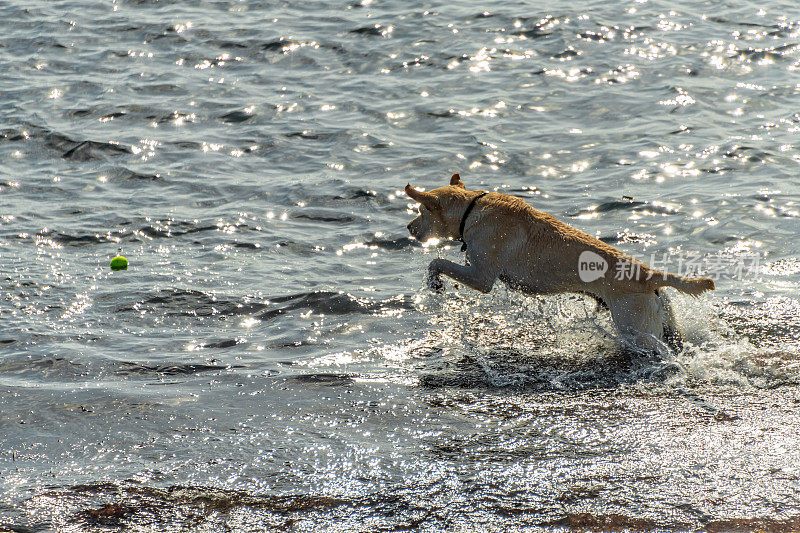 拉布拉多狗在海边玩耍