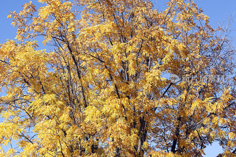 百年老黑核桃树的部分视图在秋天