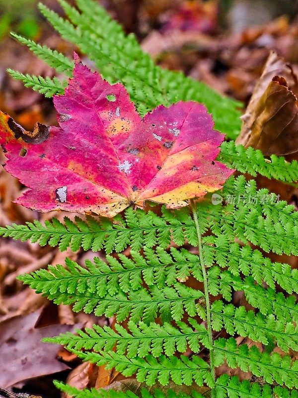 法恩斯沃斯保护区的小径上，秋天的树木颜色和其他植物群。法恩斯沃斯保护区是马萨诸塞州北安多弗埃塞克斯县的保护区绿地