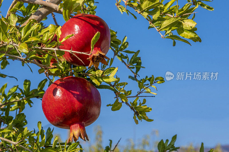 特写上鲜红的石榴果实挂在枝头。