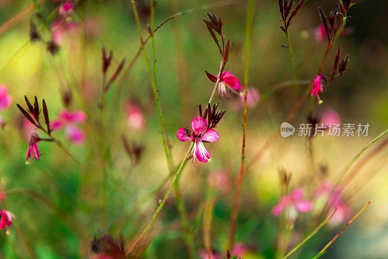 野花。春天的草地。自然背景。