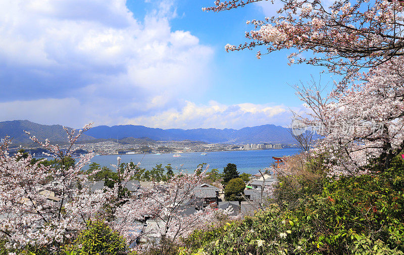 从日本宫岛鸟瞰广岛，山脉和盛开的樱花
