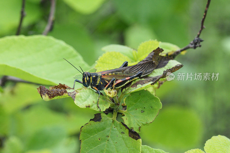 伊丽莎白，伊莎贝拉，加拉帕戈斯群岛