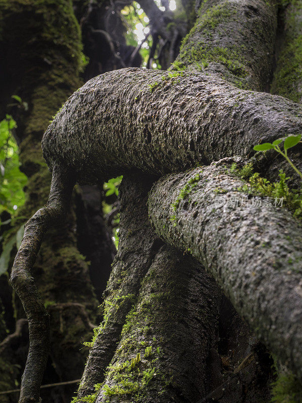 蒙特维达云林生物保护区树木的根和树干