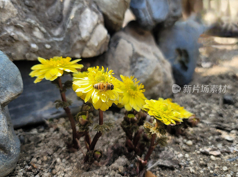 复仇植物