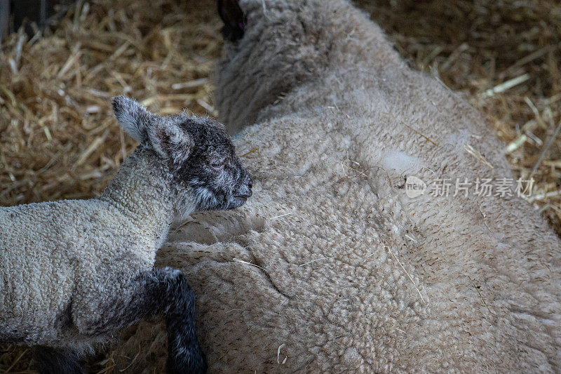 在谷仓外盖着稻草的围栏里，一只新生的小羊羔和它的妈妈在一起