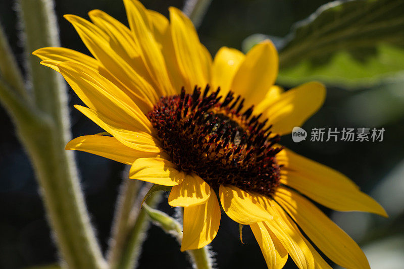 向日葵迎着太阳开花