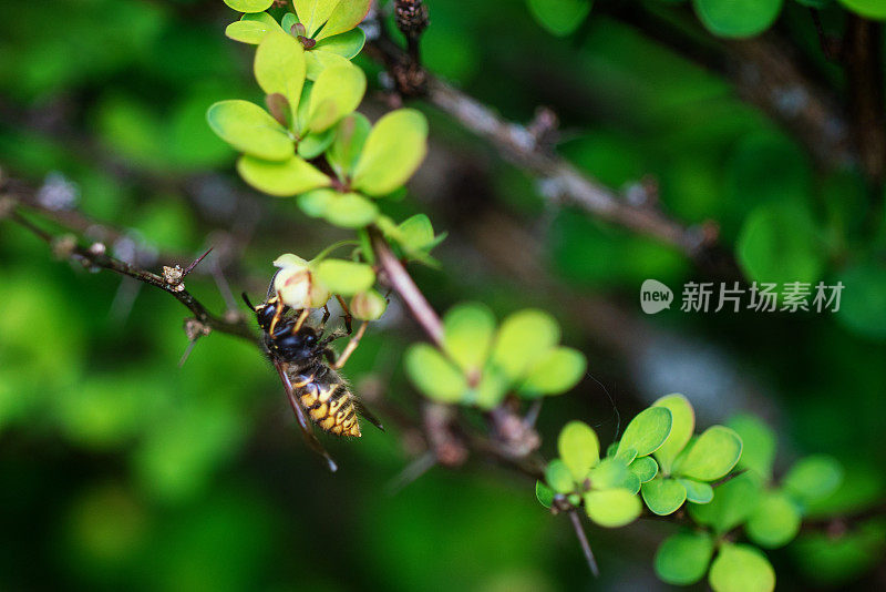 蜜蜂授粉花朵的特写镜头绿色布什分支