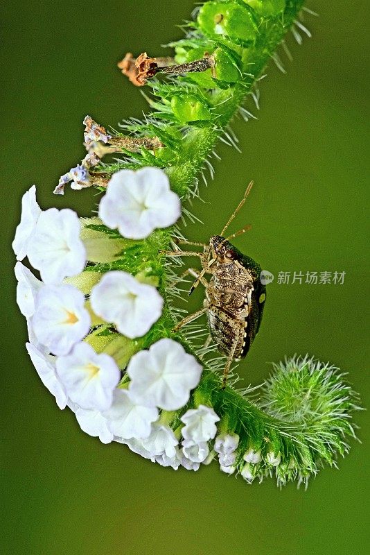 昆虫攀缘白花-动物行为。