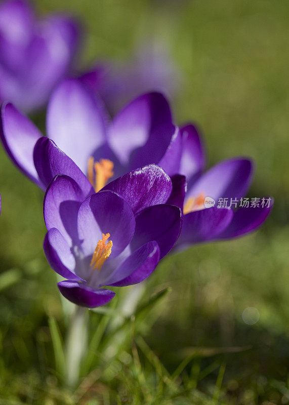 在春天盛开的藏红花，曼联