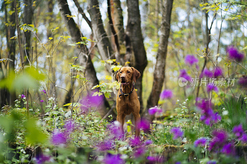 德国柏林，一只英俊的维兹拉犬在格林沃尔德森林里享受春天。