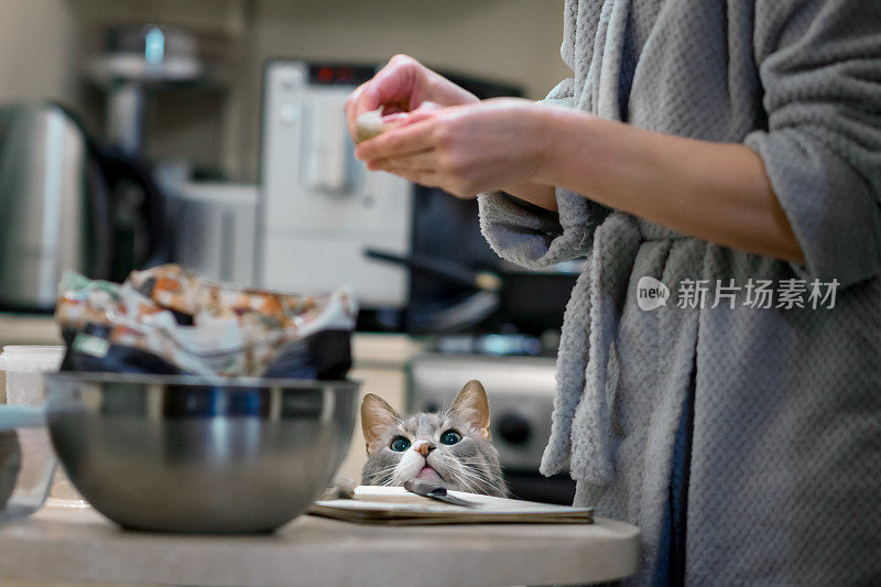 一只家猫在桌子底下看着女主人如何清洗虾。