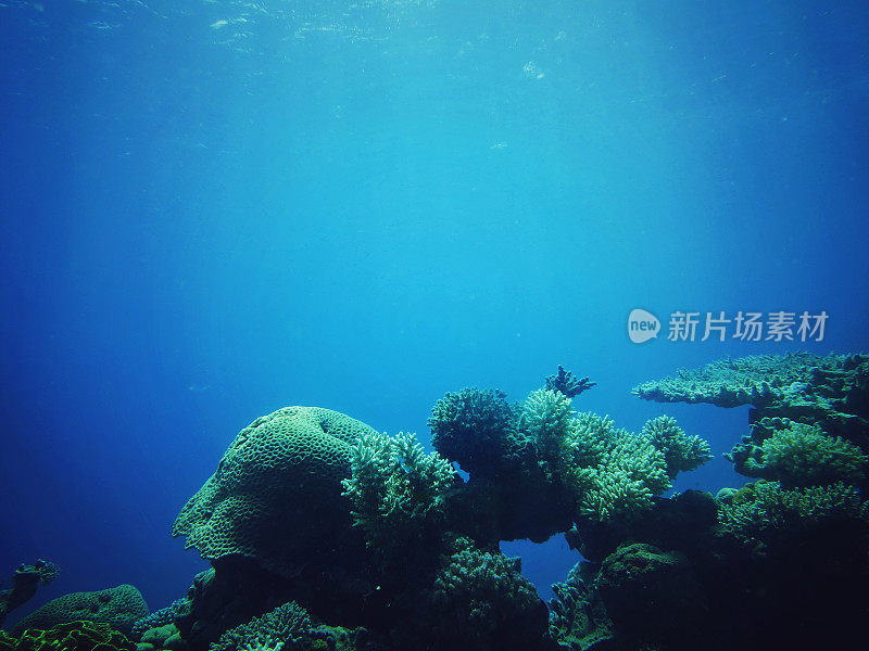 红海的水下珊瑚礁