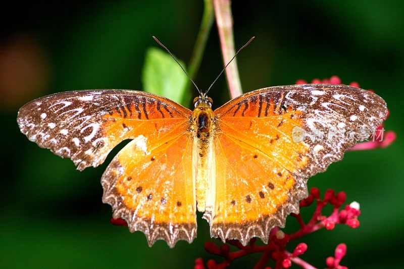 蝴蝶在红花上展翅——动物行为。