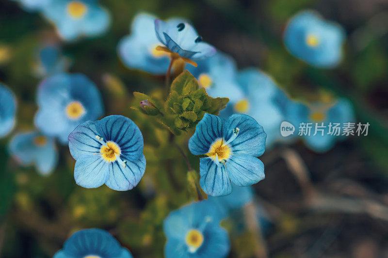 小维罗妮卡长在草地上的蓝色小花，选择性集中