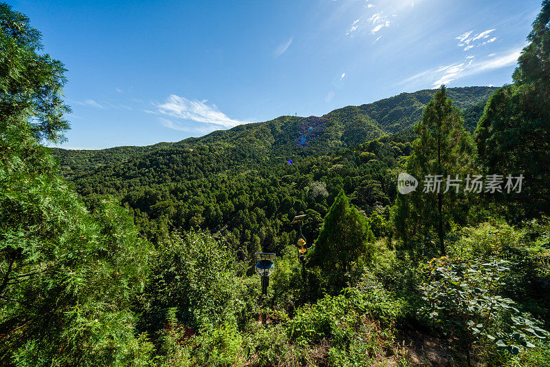 夏天的森林公园。绿树成行的乡间小路