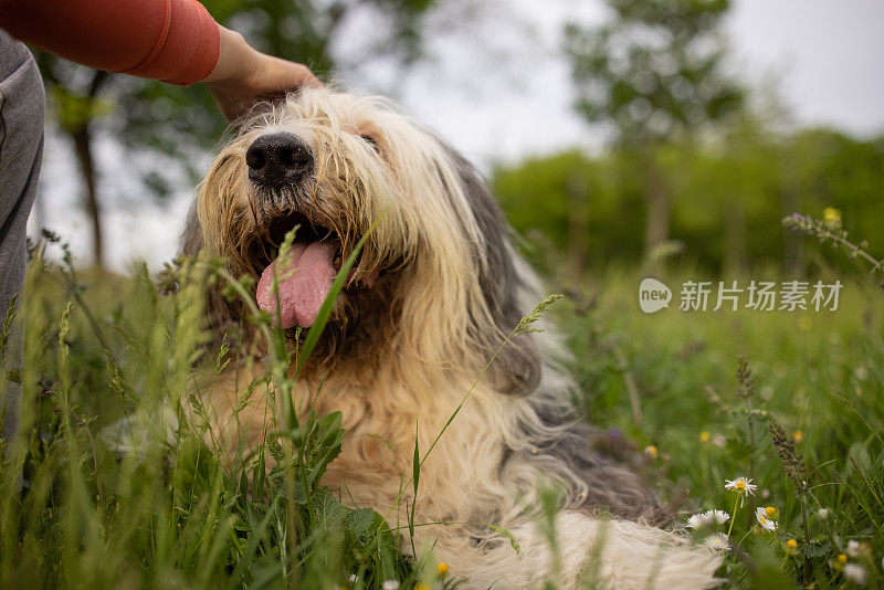 一个陌生女人抚摸着她的短尾狗