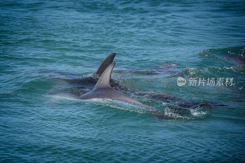 野生的Burrunan海豚