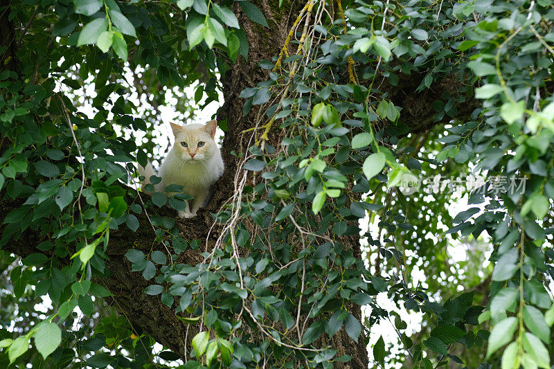 猫坐在树上