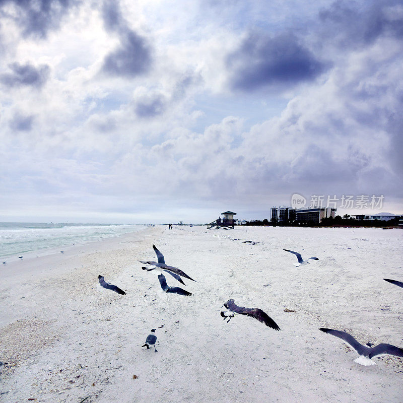 佛罗里达白色沙滩上的海鸥