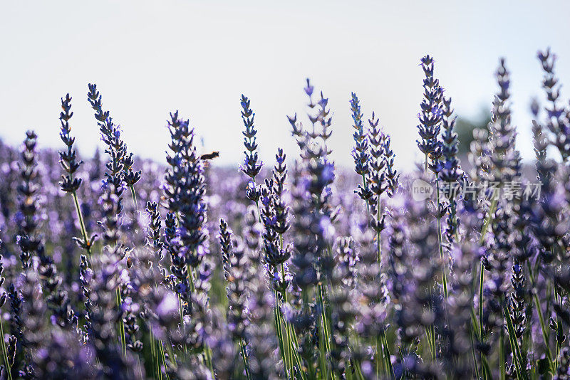 蜜蜂在薰衣草花的侧视图