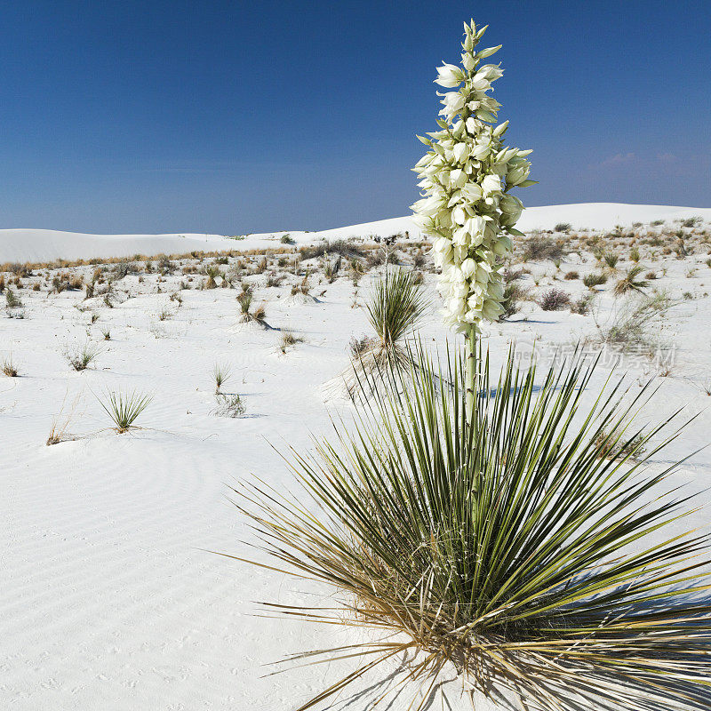 美国新墨西哥州白沙国家公园的皂树丝兰植物