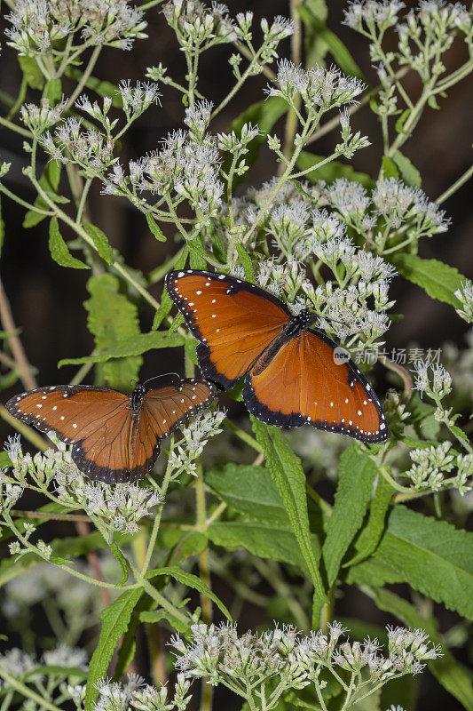 两只蝴蝶皇后，一只张开翅膀，另一只闭上翅膀，它们以大量的白色花朵为食