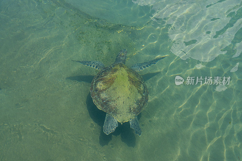 海龟在水面附近，咔嗒咔嗒