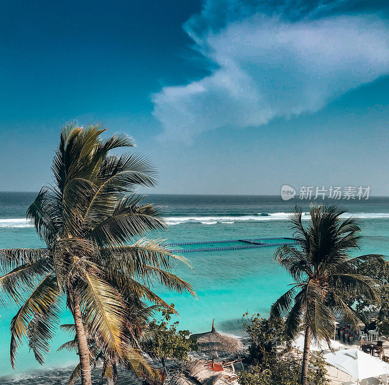 马尔代夫海对面的棕榈树