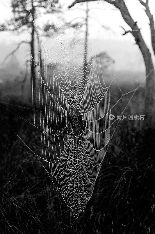 蜘蛛网在有雾的沼泽中对抗日出，蜘蛛网陷阱，
松林里有蜘蛛网，沼泽里有蜘蛛王国