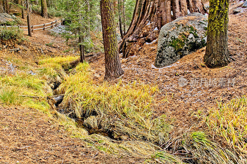 在国王峡谷国家公园，你可以沿着一条小路绕过巨大红杉的格兰特树林