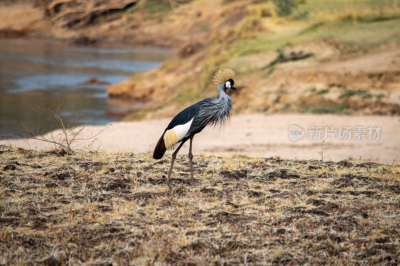 一只奇妙的灰冠鹤在非洲河岸边的特写镜头