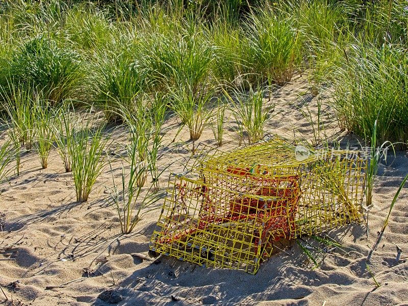 在马萨诸塞州普拉姆岛帕克河野生动物保护区的草沙丘上，一个五颜六色的龙虾陷阱