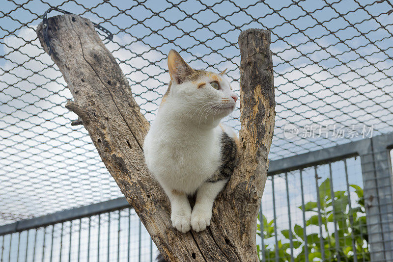 在网格侧视图前面的树上的小猫