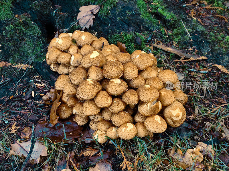 英国苏格兰格拉斯哥洛蒙德湖自然公园的野生蘑菇