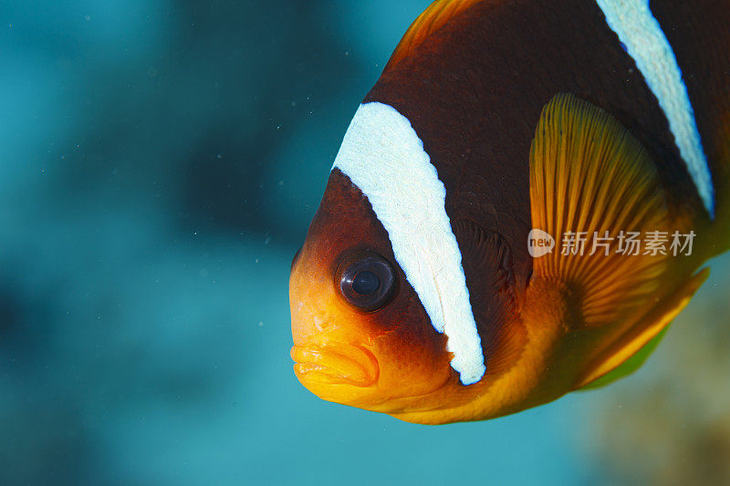 海洋生物。珊瑚礁水下场景与海葵和海葵鱼鱼小丑鱼。水肺潜水员的观点。