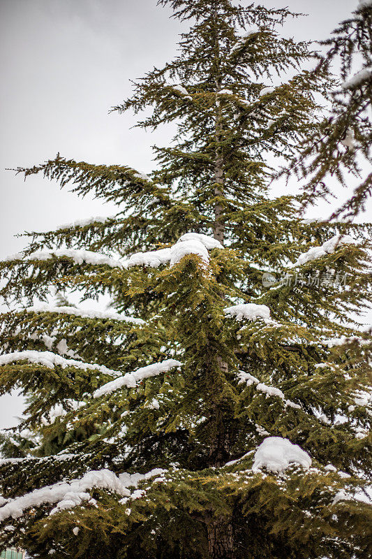 松树和雪